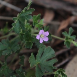 Geranium solanderi var. solanderi at Gundaroo, NSW - 5 Nov 2017