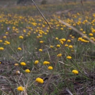 Leptorhynchos squamatus (Scaly Buttons) at Mcleods Creek Res (Gundaroo) - 5 Nov 2017 by MaartjeSevenster