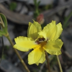 Velleia paradoxa (Spur Velleia) at Mcleods Creek Res (Gundaroo) - 5 Nov 2017 by MaartjeSevenster