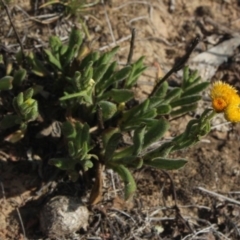 Chrysocephalum apiculatum (Common Everlasting) at Mcleods Creek Res (Gundaroo) - 5 Nov 2017 by MaartjeSevenster