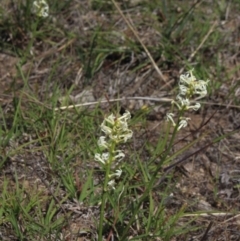 Stackhousia monogyna (Creamy Candles) at Gundaroo, NSW - 5 Nov 2017 by MaartjeSevenster