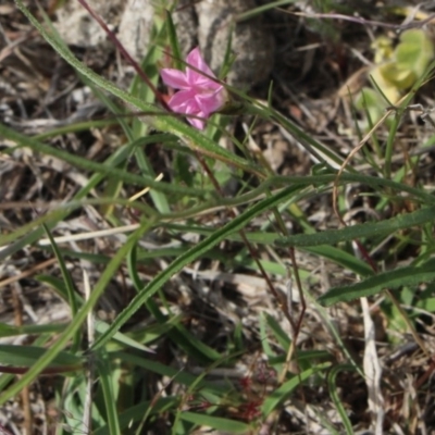 Convolvulus sp. (A Bindweed) at Mcleods Creek Res (Gundaroo) - 5 Nov 2017 by MaartjeSevenster