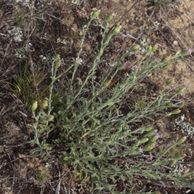 Vittadinia cuneata var. cuneata (Fuzzy New Holland Daisy) at Gundaroo, NSW - 5 Nov 2017 by MaartjeSevenster