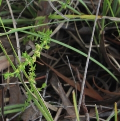 Galium sp. at Mcleods Creek Res (Gundaroo) - 5 Nov 2017 by MaartjeSevenster