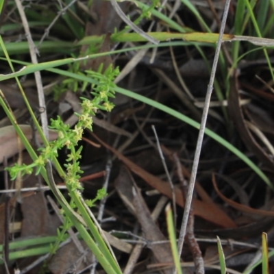 Galium sp. at Gundaroo, NSW - 5 Nov 2017 by MaartjeSevenster