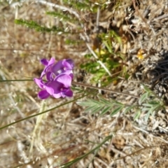 Swainsona behriana (Behr's Swainson-Pea) at Gungahlin, ACT - 7 Nov 2017 by RichardMilner