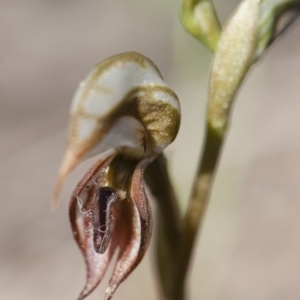 Oligochaetochilus hamatus at Michelago, NSW - suppressed