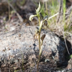 Oligochaetochilus hamatus at Michelago, NSW - suppressed