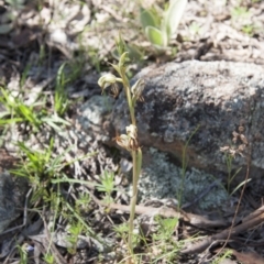 Oligochaetochilus hamatus at Michelago, NSW - suppressed