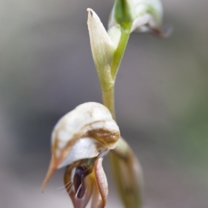 Oligochaetochilus hamatus at Michelago, NSW - suppressed