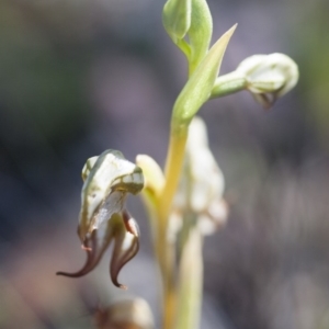 Oligochaetochilus hamatus at Michelago, NSW - suppressed