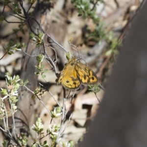 Heteronympha merope at Michelago, NSW - 7 Nov 2017