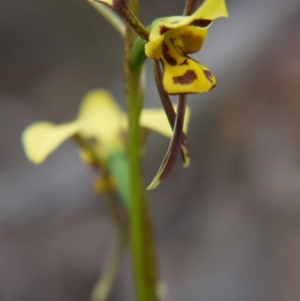 Diuris sulphurea at Goulburn, NSW - 5 Nov 2017