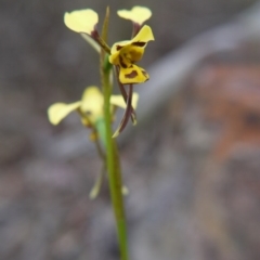 Diuris sulphurea at Goulburn, NSW - 5 Nov 2017