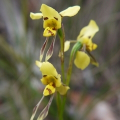 Diuris sulphurea (Tiger Orchid) at Goulburn, NSW - 5 Nov 2017 by ClubFED