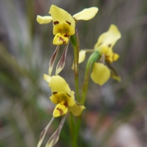 Diuris sulphurea at Goulburn, NSW - 5 Nov 2017