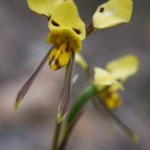 Diuris sulphurea at Goulburn, NSW - suppressed