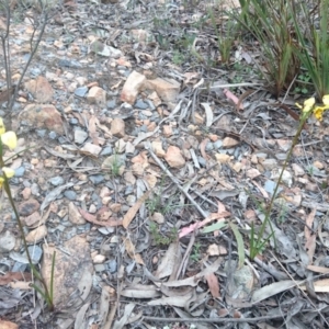 Diuris sulphurea at Goulburn, NSW - suppressed