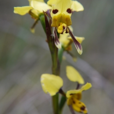 Diuris sulphurea (Tiger Orchid) at Governers Hill Recreation Reserve - 5 Nov 2017 by ClubFED