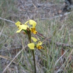 Diuris sulphurea at Goulburn, NSW - suppressed