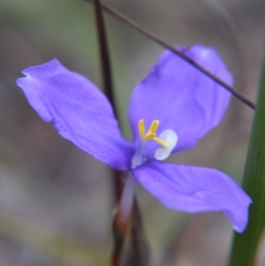 Patersonia sp. at Goulburn, NSW - 5 Nov 2017 03:55 PM