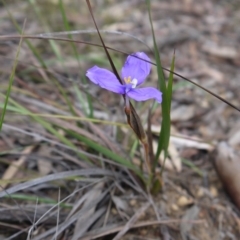 Patersonia sp. at Goulburn, NSW - 5 Nov 2017 03:55 PM