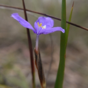 Patersonia sp. at Goulburn, NSW - 5 Nov 2017 03:55 PM