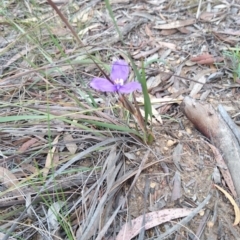 Patersonia sp. at Goulburn, NSW - 5 Nov 2017 03:55 PM