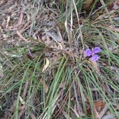 Patersonia sp. at Goulburn, NSW - 5 Nov 2017 04:00 PM