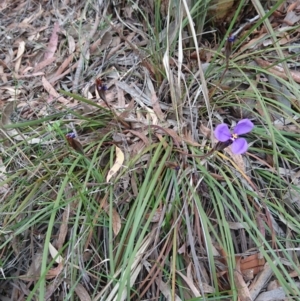 Patersonia sp. at Goulburn, NSW - 5 Nov 2017 04:00 PM