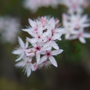 Calytrix tetragona at Goulburn, NSW - 5 Nov 2017