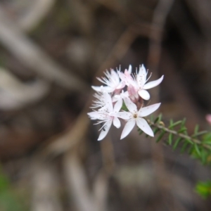 Calytrix tetragona at Goulburn, NSW - 5 Nov 2017