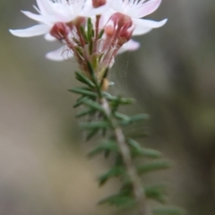 Calytrix tetragona at Goulburn, NSW - 5 Nov 2017