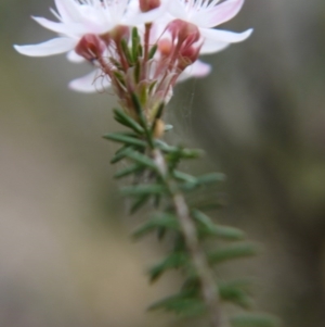 Calytrix tetragona at Goulburn, NSW - 5 Nov 2017