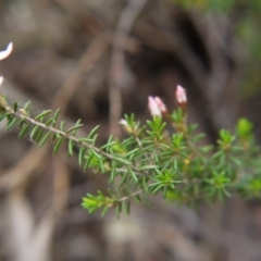 Calytrix tetragona at Goulburn, NSW - 5 Nov 2017