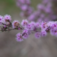 Kunzea parvifolia at Goulburn, NSW - 5 Nov 2017 05:43 PM