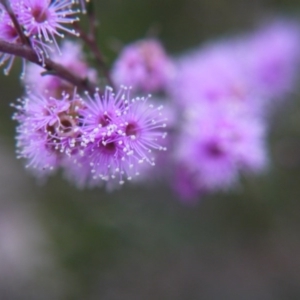 Kunzea parvifolia at Goulburn, NSW - 5 Nov 2017 05:43 PM