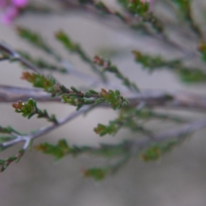 Kunzea parvifolia at Goulburn, NSW - 5 Nov 2017 05:43 PM