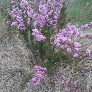 Kunzea parvifolia at Goulburn, NSW - 5 Nov 2017 05:43 PM