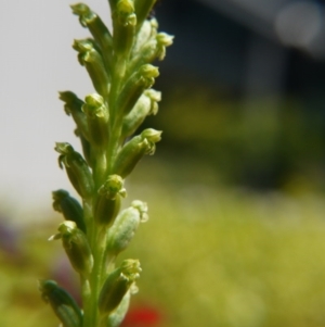 Microtis unifolia at Barton, ACT - 7 Nov 2017