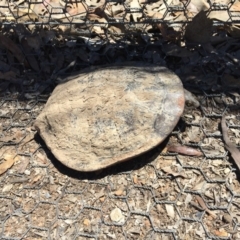 Chelodina longicollis (Eastern Long-necked Turtle) at Gungahlin, ACT - 7 Nov 2017 by JVWW