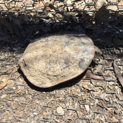 Chelodina longicollis (Eastern Long-necked Turtle) at Gungahlin, ACT - 7 Nov 2017 by JVWW