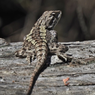 Amphibolurus muricatus (Jacky Lizard) at Namadgi National Park - 7 Nov 2017 by JohnBundock