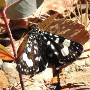 Phalaenoides tristifica at Booth, ACT - 7 Nov 2017 08:39 AM