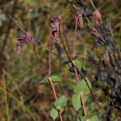 Veronica perfoliata (Digger's Speedwell) at Booth, ACT - 6 Nov 2017 by JohnBundock