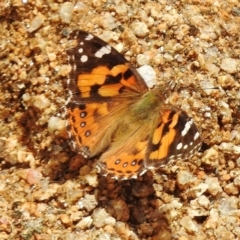 Vanessa kershawi (Australian Painted Lady) at Booth, ACT - 7 Nov 2017 by JohnBundock