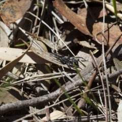 Nyssus albopunctatus at Michelago, NSW - 7 Nov 2017 11:18 AM