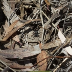 Nyssus albopunctatus at Michelago, NSW - 7 Nov 2017 11:18 AM