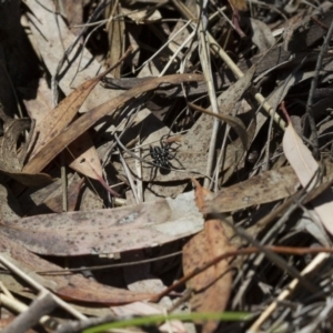 Nyssus albopunctatus at Michelago, NSW - 7 Nov 2017 11:18 AM