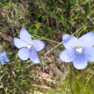 Wahlenbergia stricta subsp. stricta at Kambah, ACT - 7 Nov 2017